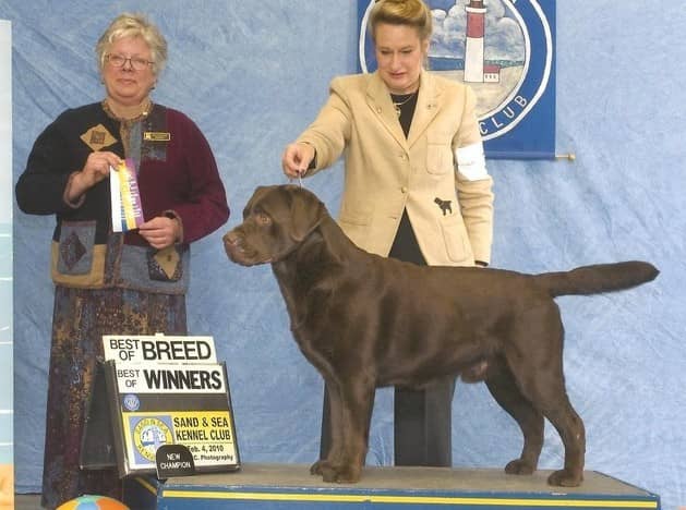 加拿大篮球队再度登上冠军宝座 加拿大篮球队再度登上冠军宝座